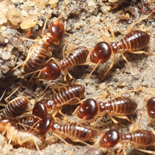 Termite Inspection St. Louis MO